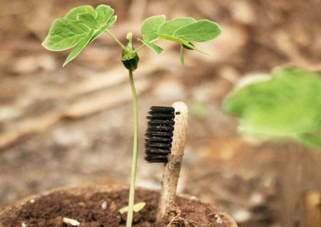 bambuhay plantable toothbrush after 3 months