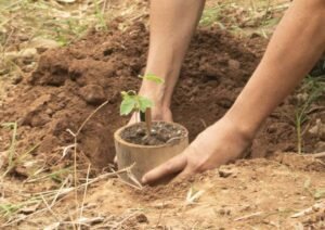 planting the plantable toothbrush