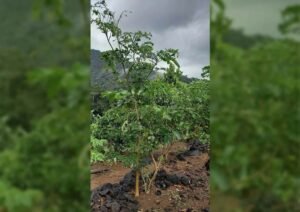 bambuhay reforestation